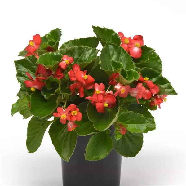 Бегония BabyWing Красная - Red, Begonia interspecific - Фото №4