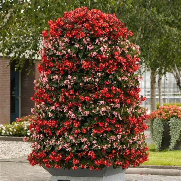 Бегония Hula Красная - Red, Begonia interspecific - Фото №4