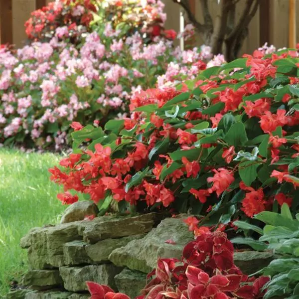 Бегония BabyWing Красная - Red, Begonia interspecific - Фото №5