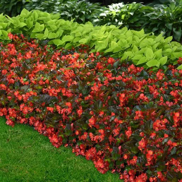 Бегония Hula Красная - Red, Begonia interspecific - Фото №5