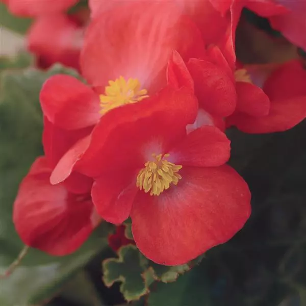 Бегония BabyWing Красная - Red, Begonia interspecific - Фото №1