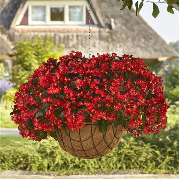 Бегония Hula Красная - Red, Begonia interspecific - Фото №1