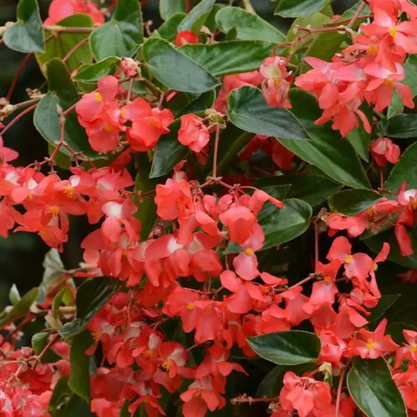 Бегония Dragon Wing Красная - Red, Begonia x hybrida - Фото №1
