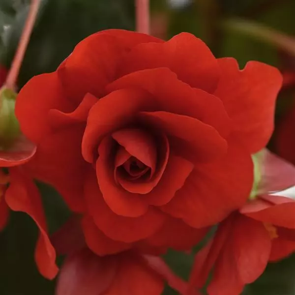 Бегония клубневая Sun Dancer Красная - Red, Begonia x tuberosa - Фото №1
