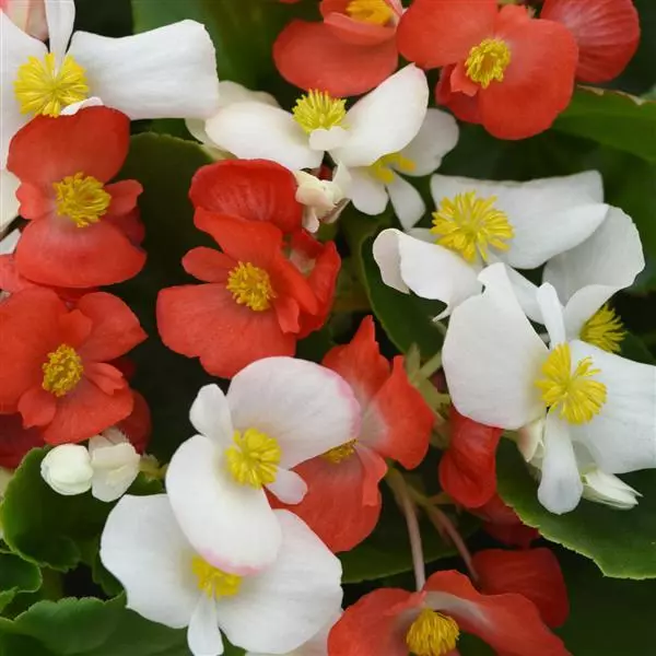 Бегония Hula Смесь красно-белая - Red and White Mixture, Begonia interspecific - Фото №2