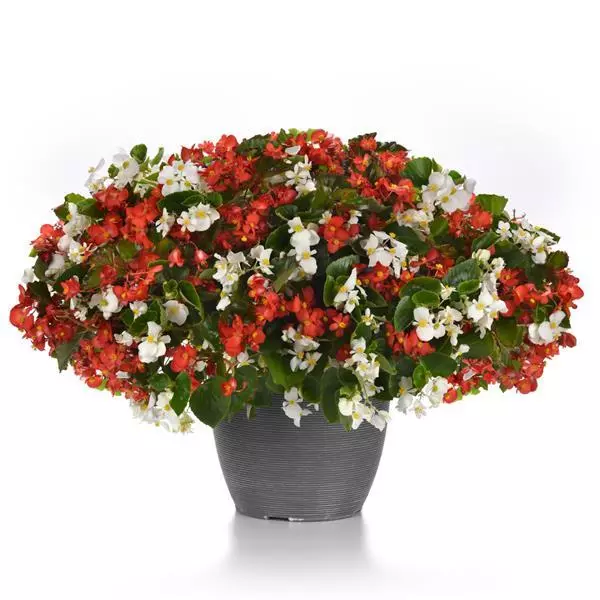 Бегония Hula Смесь красно-белая - Red and White Mixture, Begonia interspecific - Фото №3