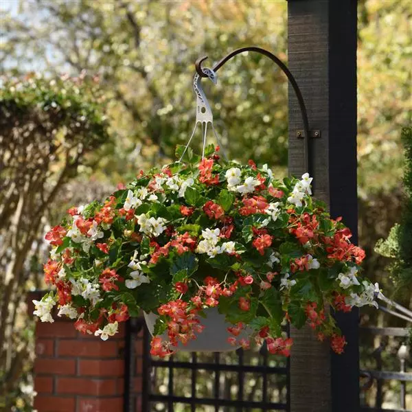 Бегония Hula Смесь красно-белая - Red and White Mixture, Begonia interspecific - Фото №1