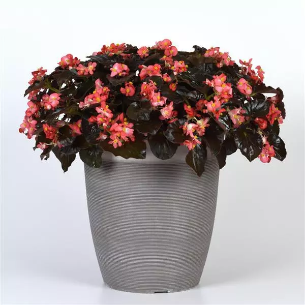 Бегония BabyWing Красная с бронзовой листвой - Red Bronze Leaf, Begonia interspecific - Фото №2