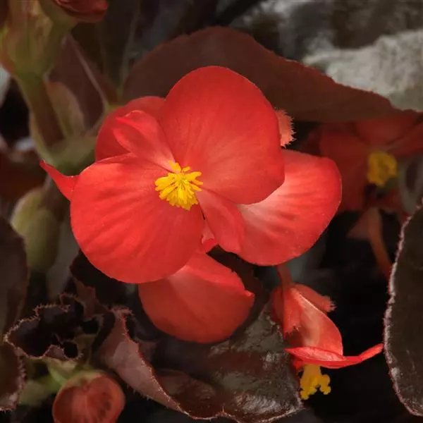 Бегония BabyWing Красная с бронзовой листвой - Red Bronze Leaf, Begonia interspecific - Фото №1
