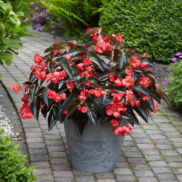 Бегония Dragon Wing Красная с бронзовой листвой - Red Bronze Leaf, Begonia x hybrida - Фото №2