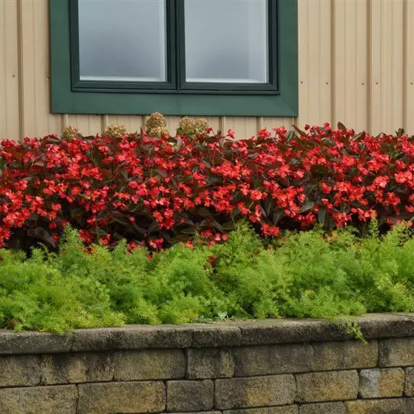Бегония Dragon Wing Красная с бронзовой листвой - Red Bronze Leaf, Begonia x hybrida - Фото №3