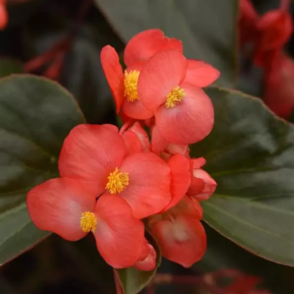 Бегония Dragon Wing Красная с бронзовой листвой - Red Bronze Leaf, Begonia x hybrida - Фото №1