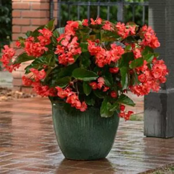 Бегония MegaWatt Красная с зелёной листвой - Red Green Leaf, Begonia x benariensis) - Фото №2