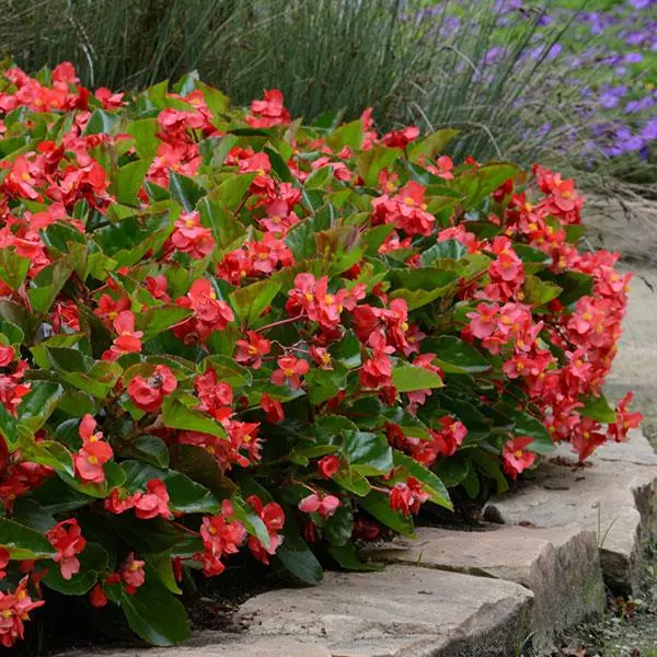 Бегония MegaWatt Красная с зелёной листвой - Red Green Leaf, Begonia x benariensis) - Фото №3