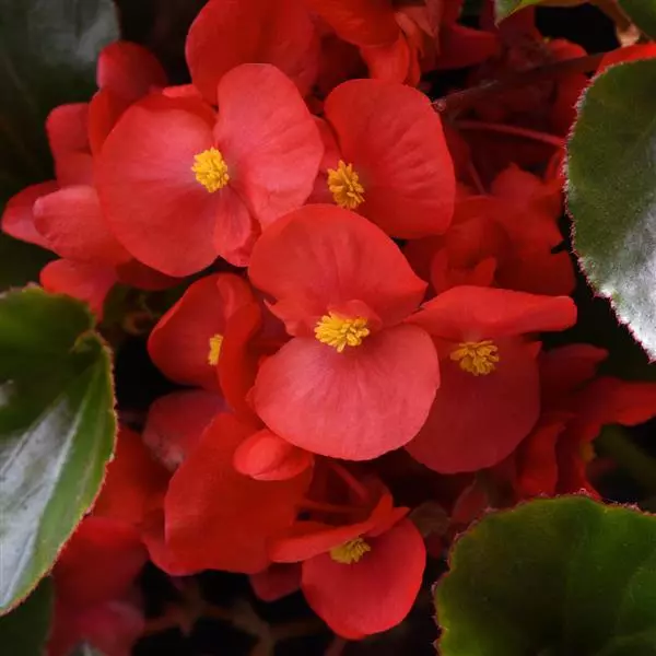Бегония MegaWatt Красная с зелёной листвой - Red Green Leaf, Begonia x benariensis) - Фото №1