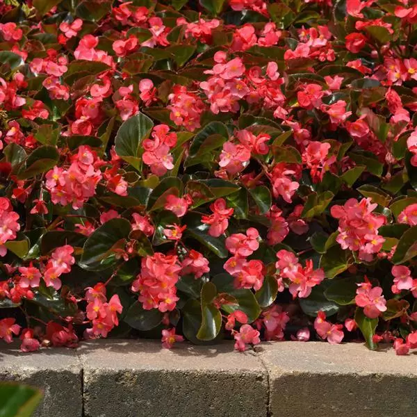 Бегония MegaWatt Розовая (оттенок розы) с бронзовой листвой - Rose Bronze Leaf, Begonia x benariensis - Фото №3