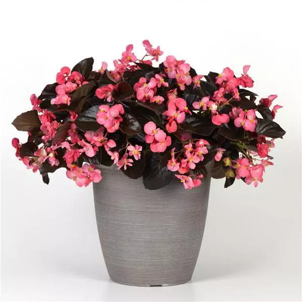 Бегония MegaWatt Розовая (оттенок розы) с бронзовой листвой - Rose Bronze Leaf, Begonia x benariensis - Фото №4