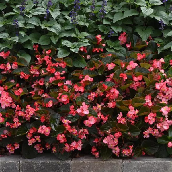 Бегония MegaWatt Розовая (оттенок розы) с бронзовой листвой - Rose Bronze Leaf, Begonia x benariensis - Фото №5