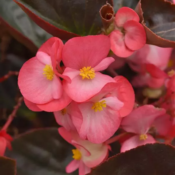 Бегония MegaWatt Розовая (оттенок розы) с бронзовой листвой - Rose Bronze Leaf, Begonia x benariensis - Фото №1