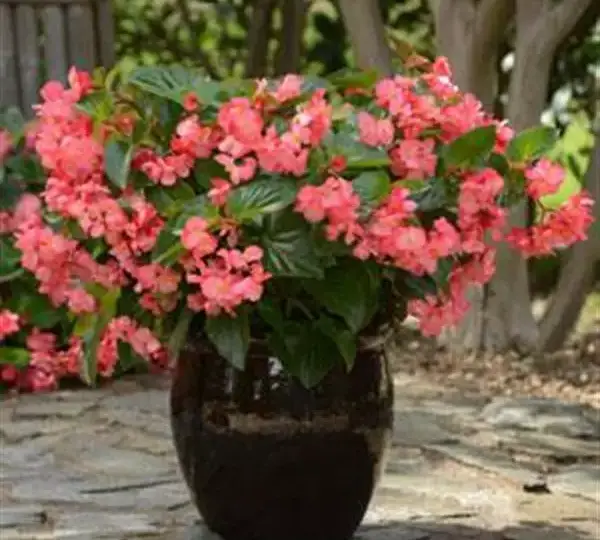 Бегония MegaWatt Розовая (оттенок розы) с зелёной листвой - Rose Green Leaf, Begonia x benariensis - Фото №2