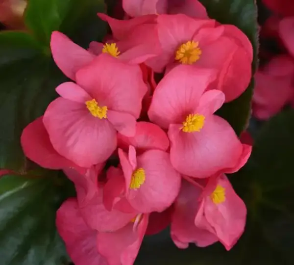 Бегония MegaWatt Розовая (оттенок розы) с зелёной листвой - Rose Green Leaf, Begonia x benariensis - Фото №1
