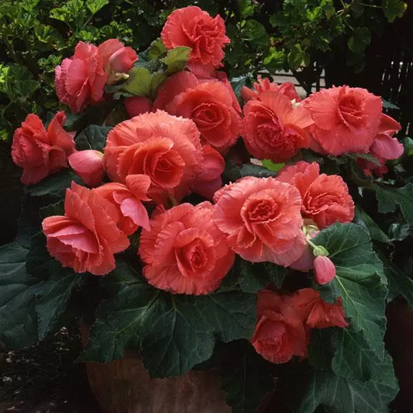 Бегония клубневая AmeriHybrid Махровая Кораллово-лососёвая - Ruffled Coral Salmon, Begonia x tuberosa - Фото №2