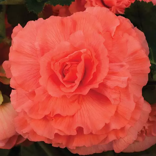 Бегония клубневая AmeriHybrid Махровая Кораллово-лососёвая - Ruffled Coral Salmon, Begonia x tuberosa - Фото №1