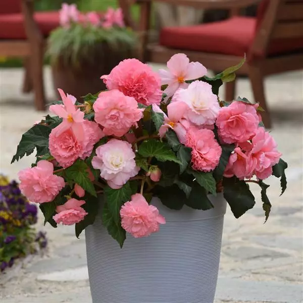 Бегония клубневая AmeriHybrid Махровая Розовая - Ruffled Pink, Begonia x tuberosa - Фото №2