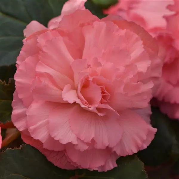 Бегония клубневая AmeriHybrid Махровая Розовая - Ruffled Pink, Begonia x tuberosa - Фото №1