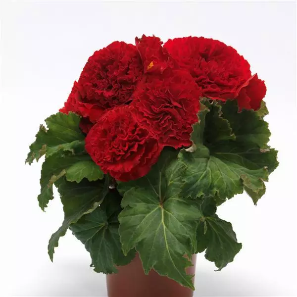 Бегония клубневая AmeriHybrid Махровая Красная - Ruffled Red, Begonia x tuberosa) - Фото №2