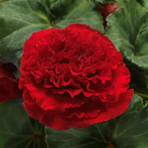 Бегония клубневая AmeriHybrid Махровая Красная - Ruffled Red, Begonia x tuberosa) - Фото №1