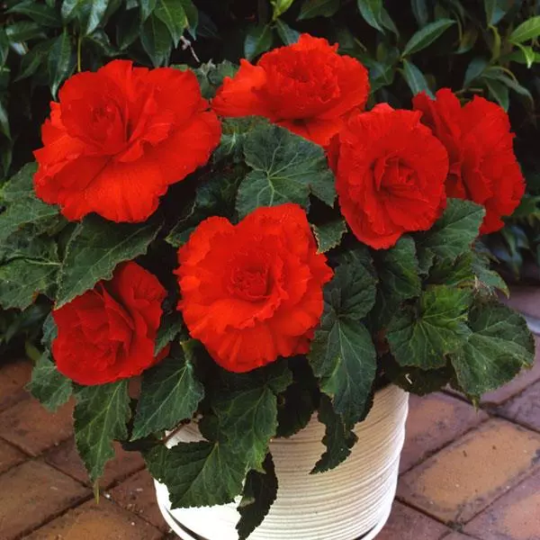 Бегония клубневая AmeriHybrid Махровая Алая - Ruffled Scarlet Red, Begonia x tuberosa - Фото №2