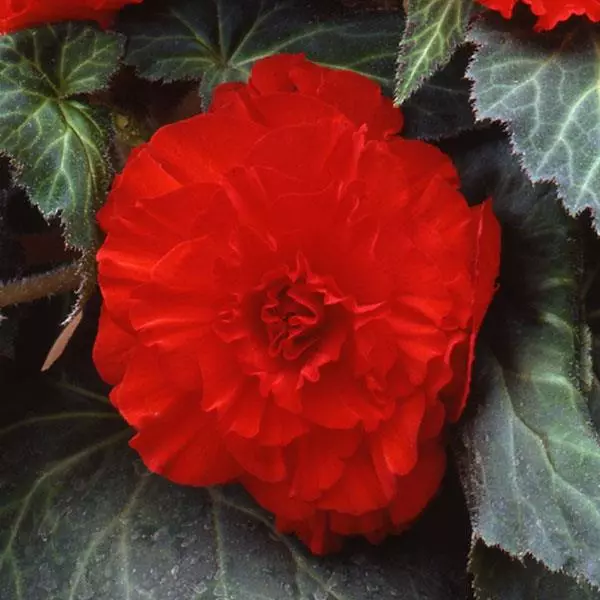 Бегония клубневая AmeriHybrid Махровая Алая - Ruffled Scarlet Red, Begonia x tuberosa - Фото №1