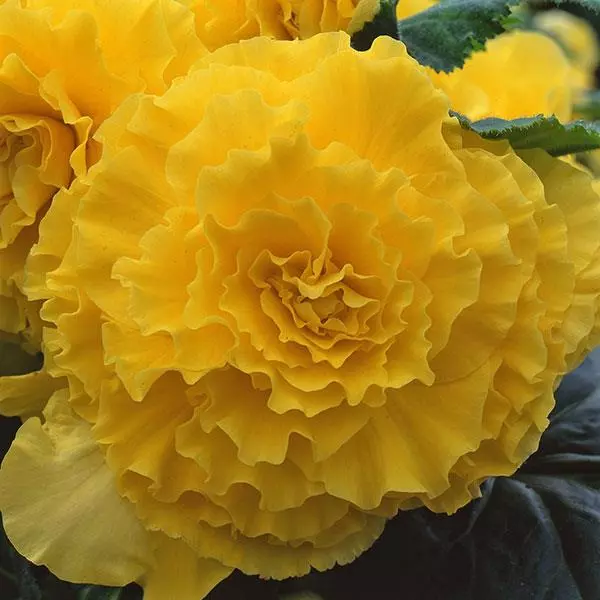 Бегония клубневая AmeriHybrid Махровая Жёлтая - Ruffled Yellow, Begonia x tuberosa - Фото №1