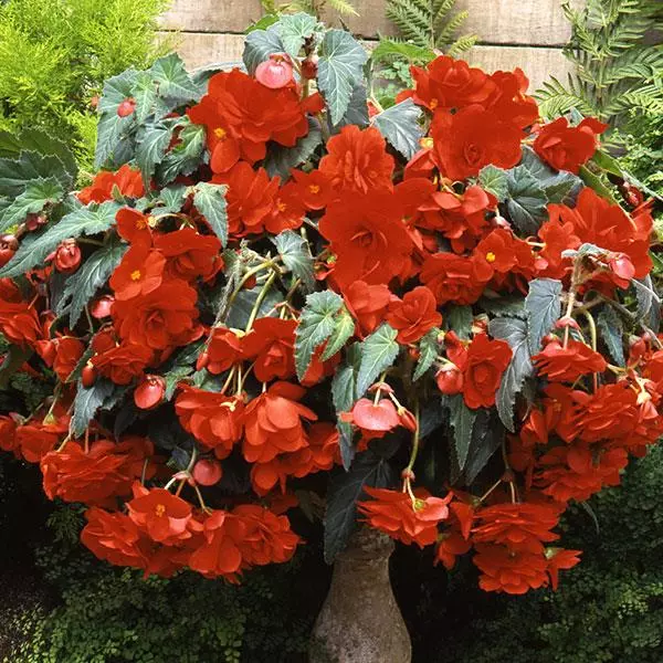 Бегония клубневая Sun Dancer Алый апельсиновый - Scarlet Orange, Begonia x tuberosa - Фото №2