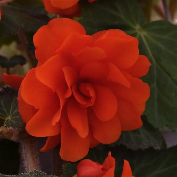 Бегония клубневая Sun Dancer Алый апельсиновый - Scarlet Orange, Begonia x tuberosa - Фото №1