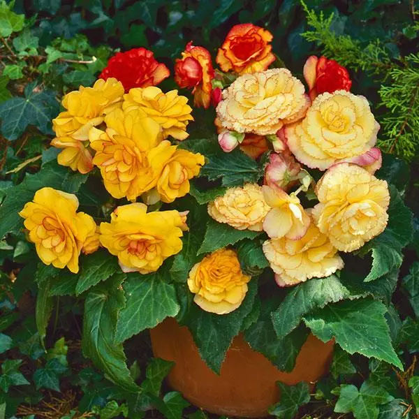 Бегония клубневая On Top Закатные оттенки - Sunset Shades, Begonia x tuberosa - Фото №2