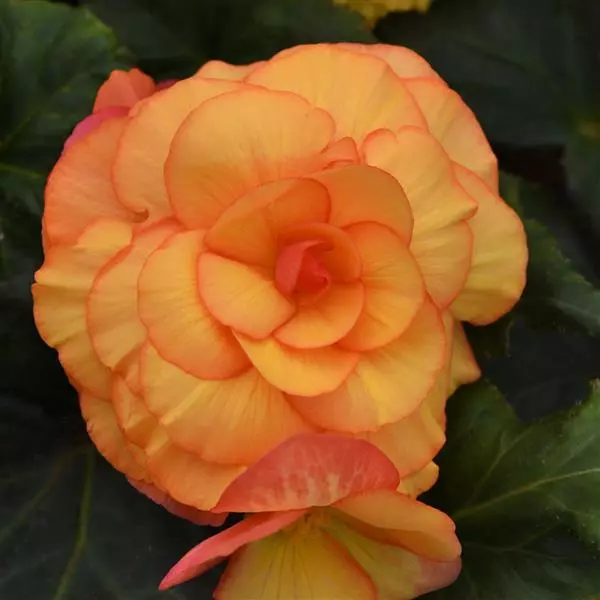 Бегония клубневая On Top Закатные оттенки - Sunset Shades, Begonia x tuberosa - Фото №1
