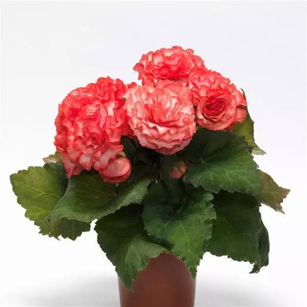 Бегония клубневая On Top Сюрприз - Surprise, Begonia x tuberosa - Фото №2