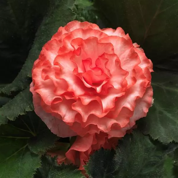 Бегония клубневая On Top Сюрприз - Surprise, Begonia x tuberosa - Фото №1