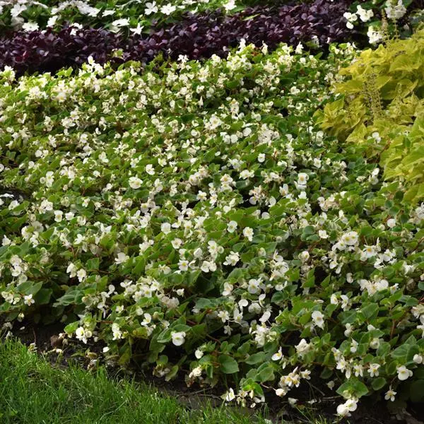 Бегония Hula Белая - White, Begonia interspecific - Фото №3