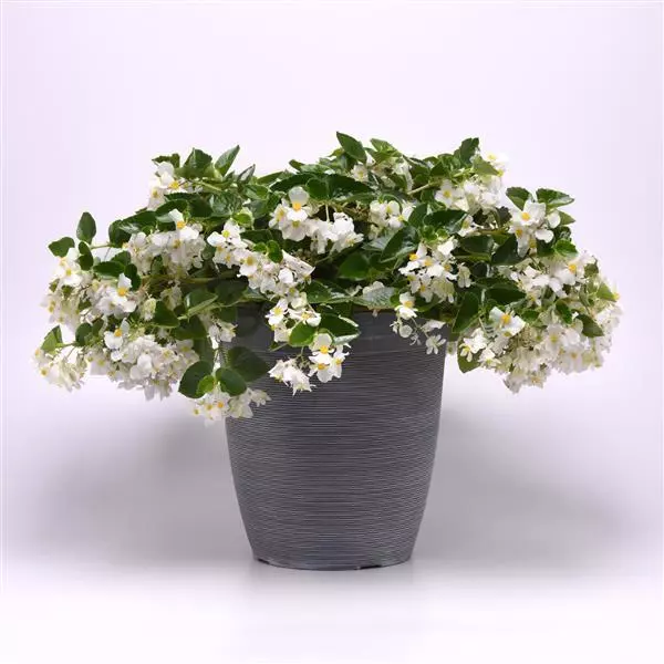 Бегония Hula Белая - White, Begonia interspecific - Фото №4