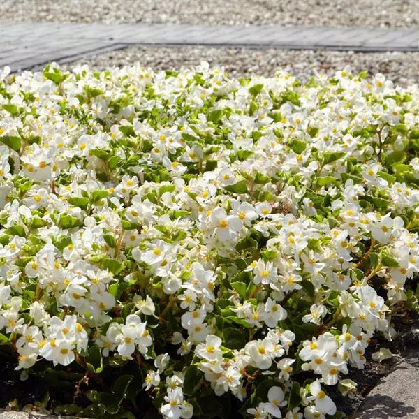 Бегония Hula Белая - White, Begonia interspecific - Фото №5