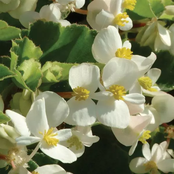Бегония BabyWing Белая - White, Begonia interspecific - Фото №1