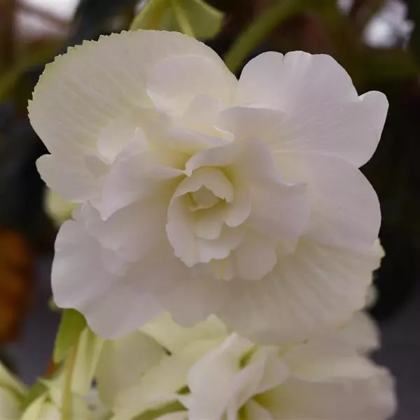 Бегония клубневая Sun Dancer Белая - White, Begonia x tuberosa - Фото №1
