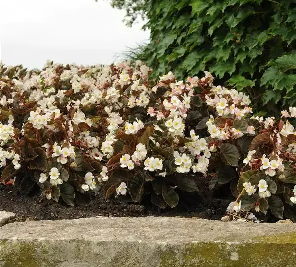 Бегония BabyWing Белая с бронзовой листвой - White Bronze Leaf, Begonia interspecific - Фото №3
