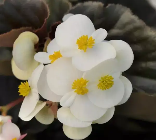 Бегония BabyWing Белая с бронзовой листвой - White Bronze Leaf, Begonia interspecific - Фото №1