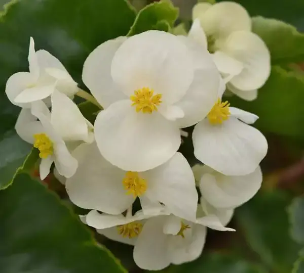 Бегония MegaWatt Белая с зелёной листвой - White Green Leaf, Begonia x benariensis - Фото №1