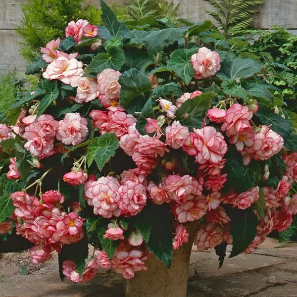 Бегония клубневая Sun Dancer Белая с розовой каймой - White Pink Picotee, Begonia x tuberosa - Фото №3