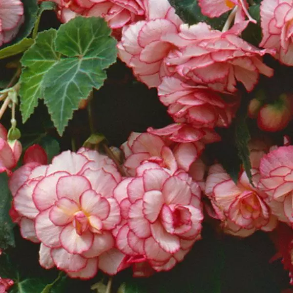 Бегония клубневая Sun Dancer Белая с розовой каймой - White Pink Picotee, Begonia x tuberosa - Фото №1